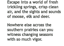 Escape into a world of fresh trickling springs, crips clean air, and the sights and sounds of moose, elk and deer. Nowhere else across the southern prairies can you witness changing seasons with so much vigor.